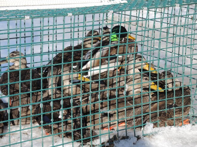 The ducks are led into this small enclosure before they are removed to be banded.